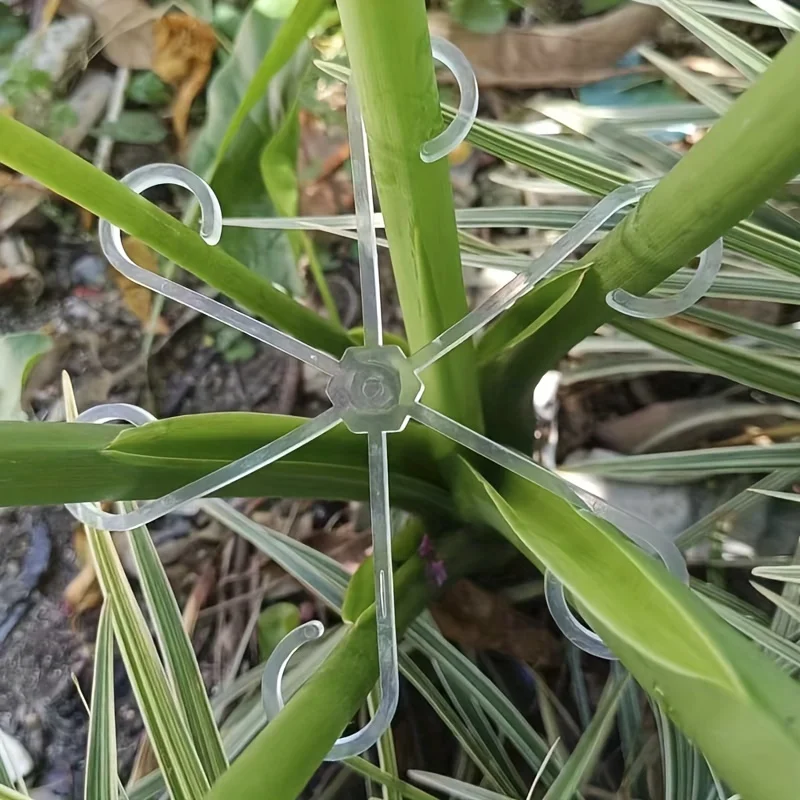 Lot de 4 pinces de support pou - Variegated Monstera Node avis et prix